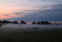 /album/fotogalerij-landschappen/koeien-en-mist-jpg1/